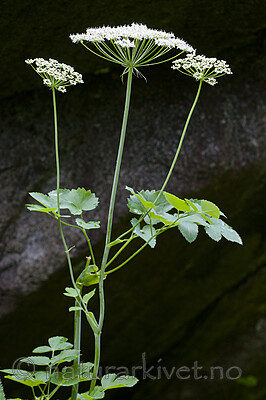 BB 11 0494 / Laserpitium latifolium / Hvitrot